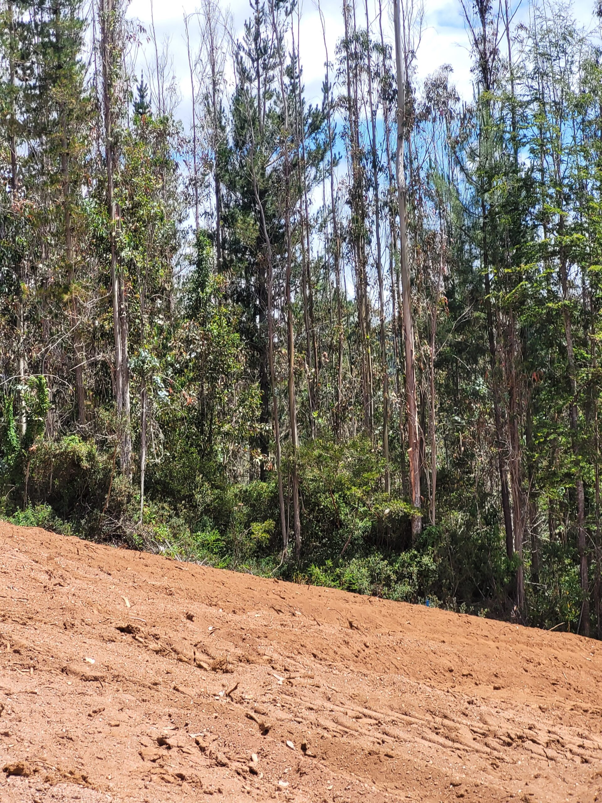 🌿 ¡Oportunidad en Terrazas Valdivianas! 2 Parcelas  – 5.000 m² c/u – $80.000.000